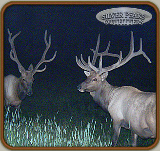 Silver Peaks Outfitters' trail cameras at Hunting Camp #2 picked up these two Pope & Young Bull Elk at a nearby reservoir Silver Peaks Outfitters' trail cameras at Hunting Camp #2 picked up these two Pope & Young Bull Elk at a nearby reservoir